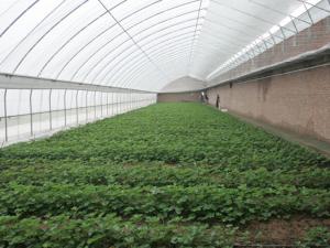 鋼架大棚選址的時候要注意什么？